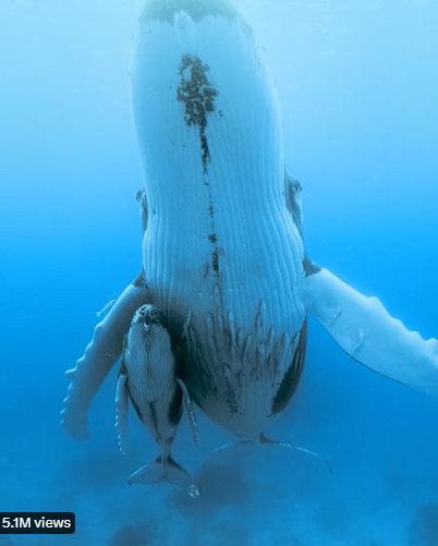 Space whales - Star Citizen Spectrum